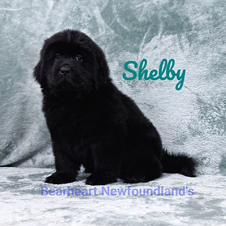 Shelby 11_15_25_9054_edited.jpg