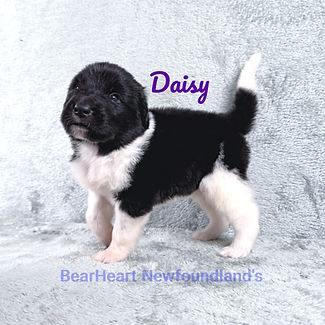 Daisey 5_28_26_3455_edited.jpg