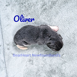 Oliver 5_28_26_2897_edited.jpg