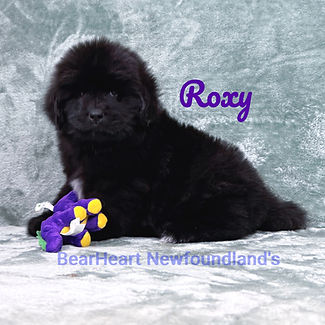 Roxy 11_15_25 _8965_edited.jpg