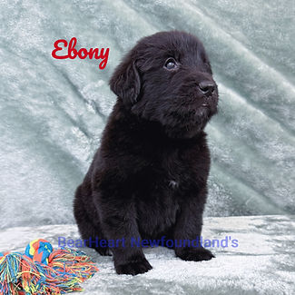 EBONY 7_17_25_5551_edited.jpg