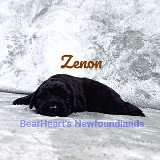 Zenon 9_6_26_5625_edited.jpg