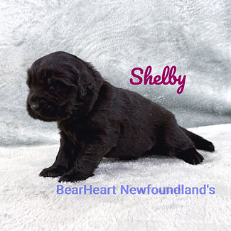 Shelby 11_15_25_8188_edited.jpg