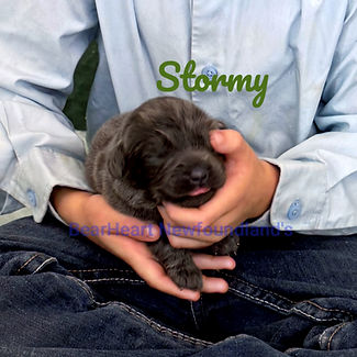 Stormy 7_17_25__4947_edited.jpg
