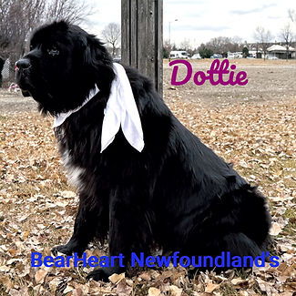 Dottie_8875_edited.jpg