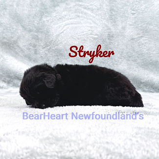 Stryker 11_15_25 _8157_edited.jpg