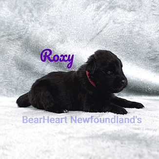 Roxy 11_15_25_8216_edited.jpg