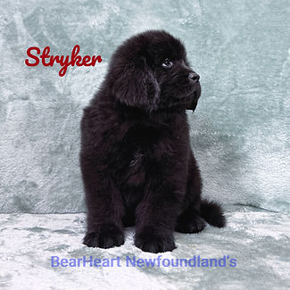 Stryker 11_15_25_8991_edited.jpg