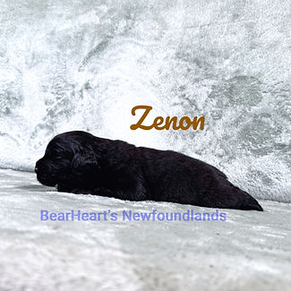 Zenon 9_6_26_5623_edited.jpg