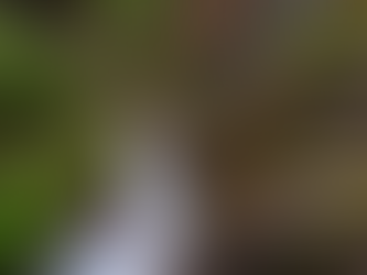 Discover Hana Highway Waterfalls with Stardust Hawaii