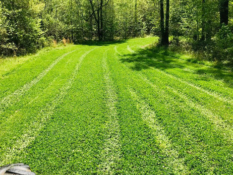 Is Your Wildlife Lucky? Don’t Overlook The Benefits of Clover