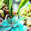 Thumbnail: Medium Succulent
