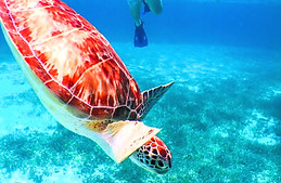 atv-snorkel-jade-caverns-cozumel