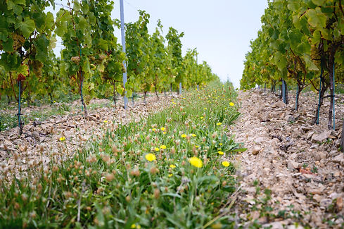 herbement bio vigne.jpg