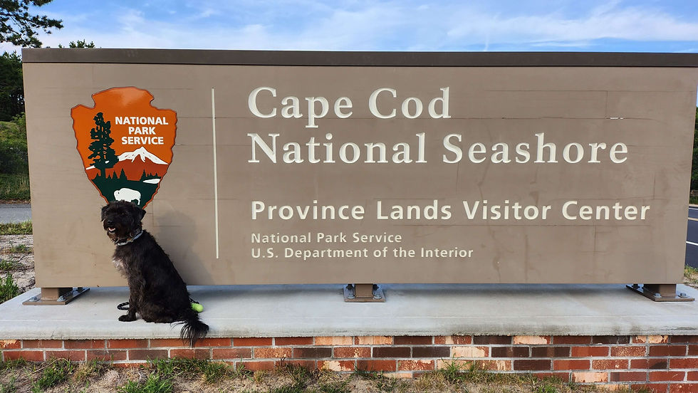 Dog taking photo in front of Cape Cod Nation Seashore Visitor Center