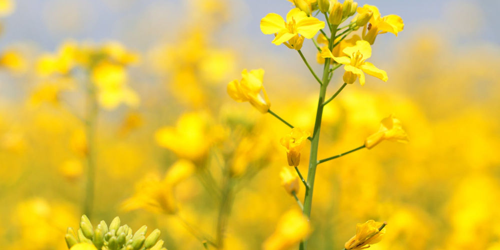 Which Candle Wax Gives The Best Scent Throw