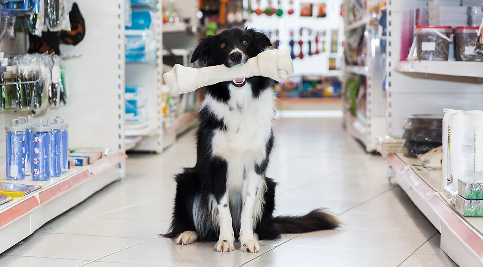 Dog with toy in Pet Shop