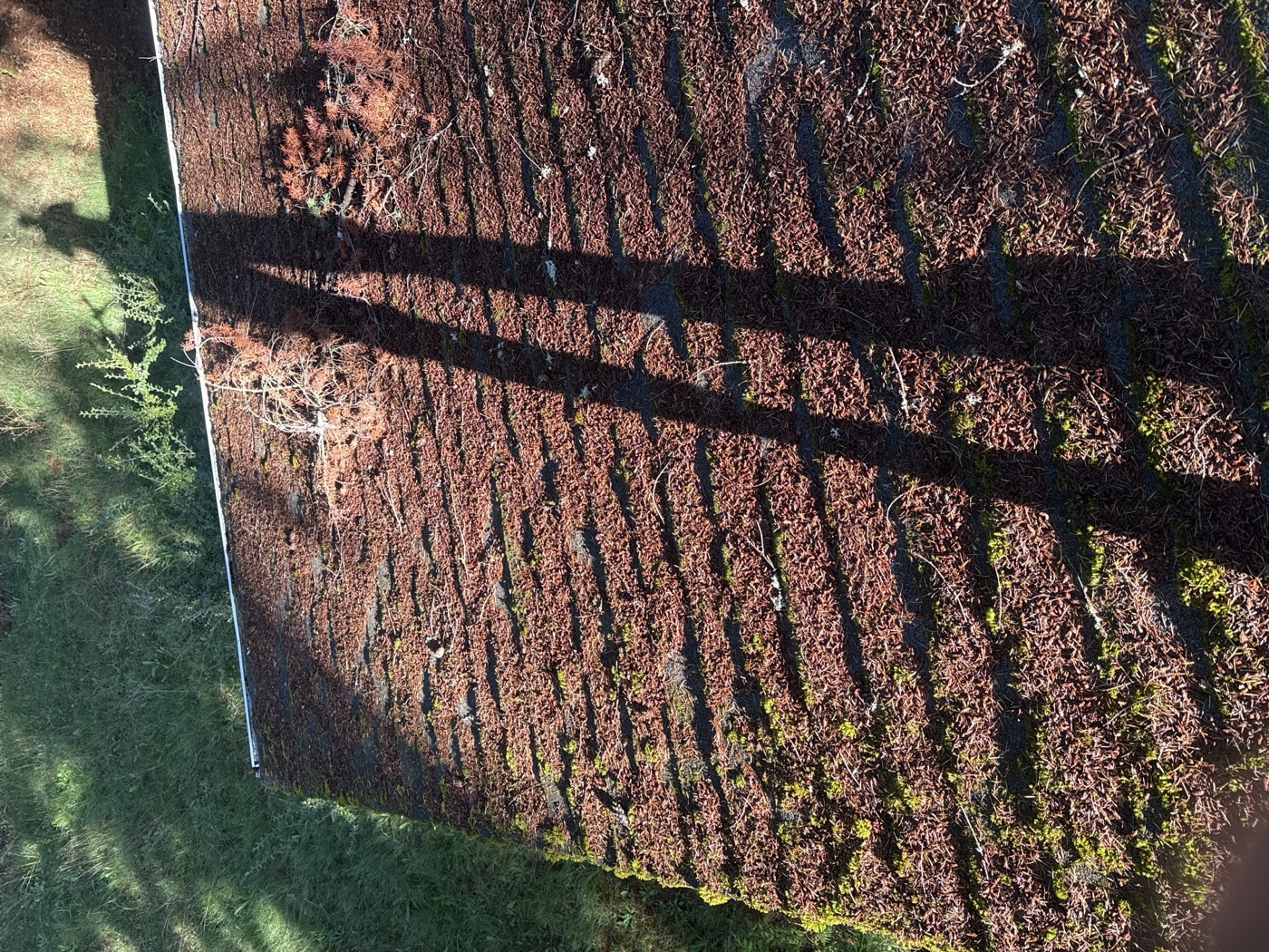 Moss-covered shingle roof before cleaning