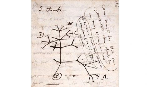 Charles Darwin – Σκίτσο «I think», Δέντρο της Ζωής, ψυχοβιογραφική μελέτη και αναστοχασμός
