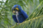 Hyacinth Macaw