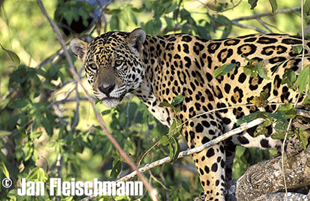 Jaguar | Pantanal Trackers Tours