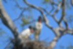 Jabirus in the nest