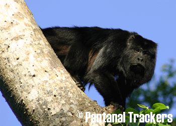 Male Howler Monkey | Pantanal Trackers Tours