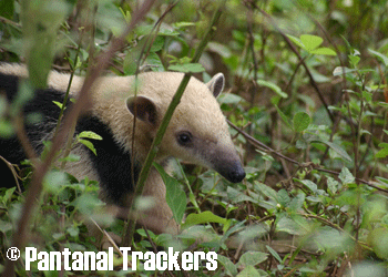 Tamandua