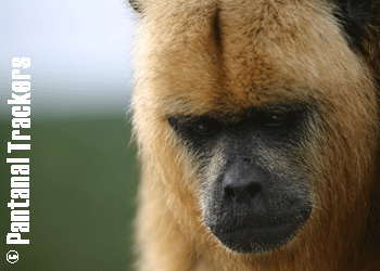 Female Howler Monkey