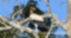 King Vulture perched on a tree