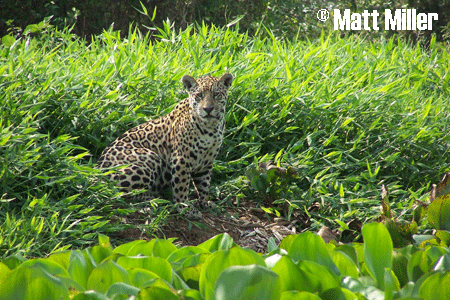 Jaguar Photo by Matt Miller