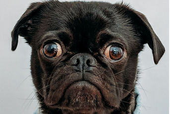 pet show.png