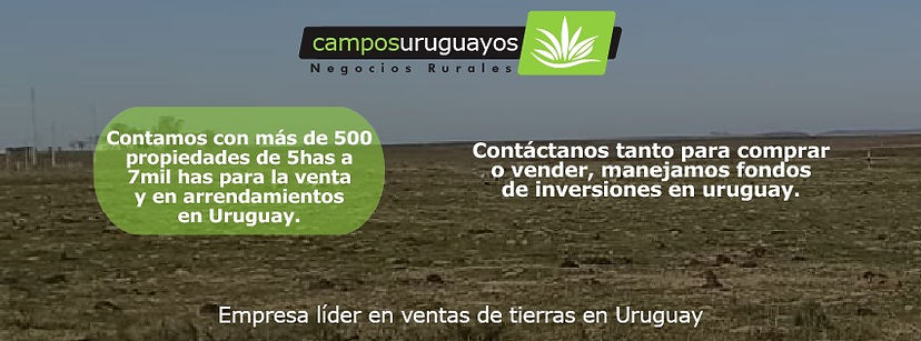 campos web 2.jpeg