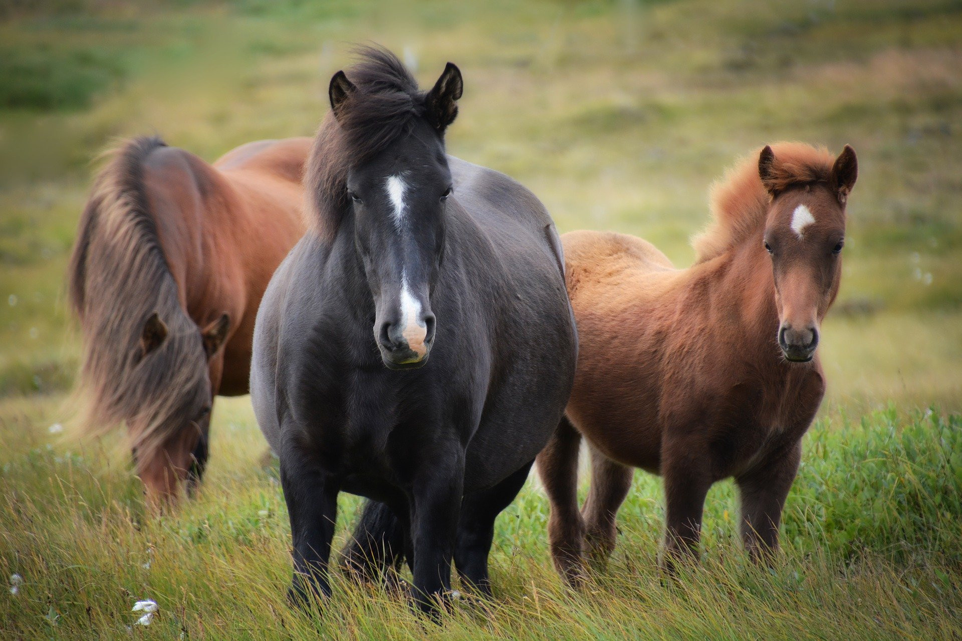 Whispering Horse Books