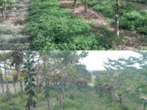 Cover Your Asset: choosing appropriate cover crops for your production system