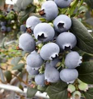 Volume 28: Dec 2016 | Jan | Feb 2017