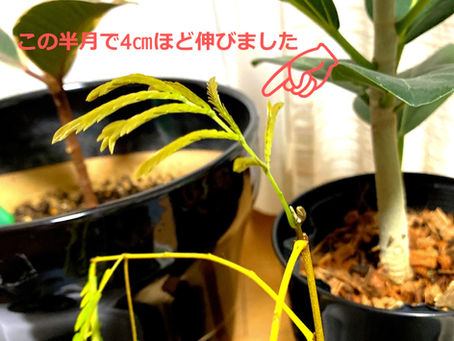 自宅グリーン化計画。