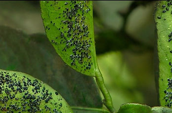 planta-com-Mosca-negra-dos-citros.jpeg