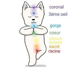 chakras des animaux