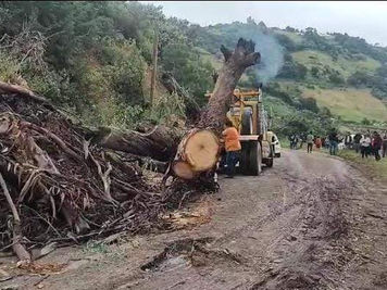 Carretera 182 cerrada por labores de retiro de un árbol caído