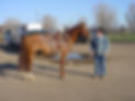 Genuine Diamond Doc Horse saddled for a show.