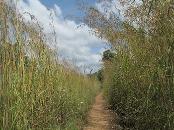 Path-October 2012 090.JPG