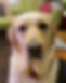 E018A612-6581-42B1-A470-9BD7DEB3930B_1_201_a_edited.jpg