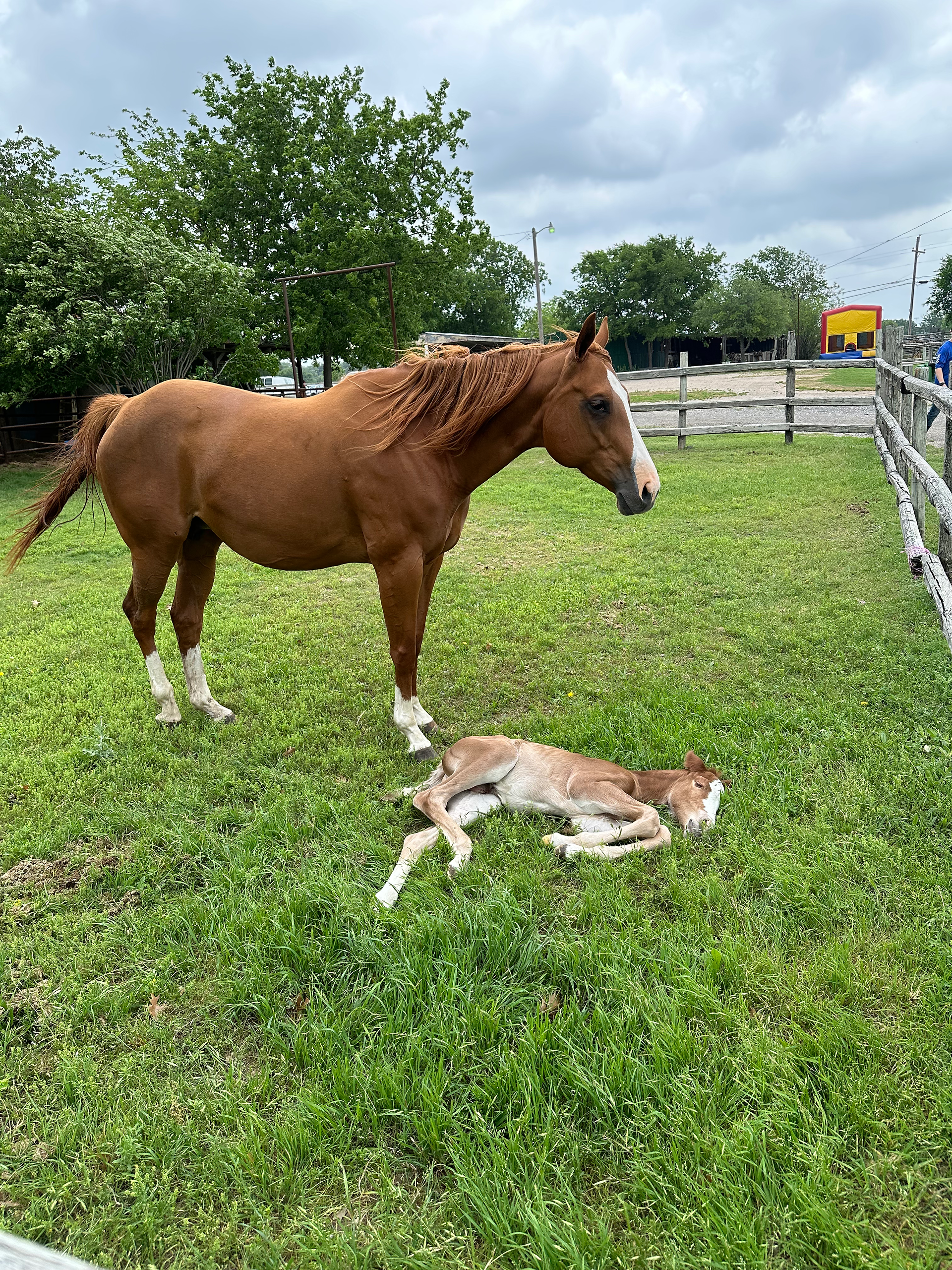 Family-friendly equestrian environment at Benbrook Stables boarding in Fort Worth, TX
