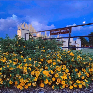 Texas flowers by Benbrook Stables entrance