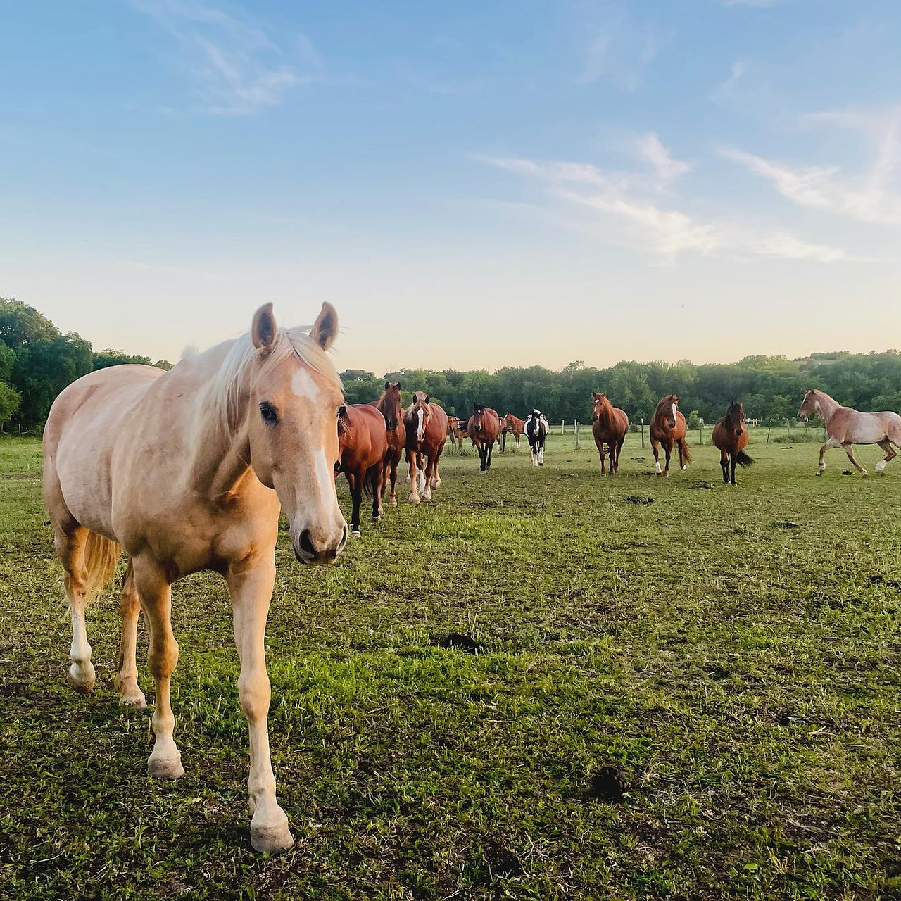 Best Horse Boarding Facilities in Fort Worth Texas Benbrook Stables Horse Care
