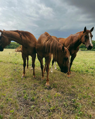 Horse Boarding in DFW
