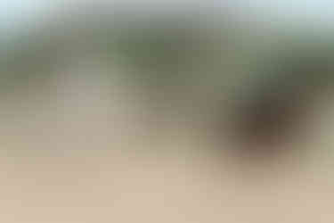 Horse boarding, Best boarding in Fort Worth Texas