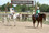 Horse boarding, Best boarding in Fort Worth Texas