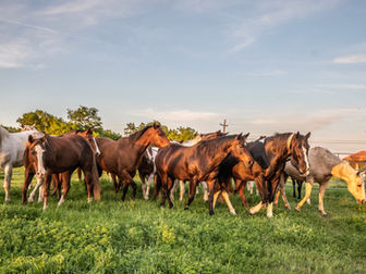 Inside the Award-Winning Boarding Experience at Benbrook Stables